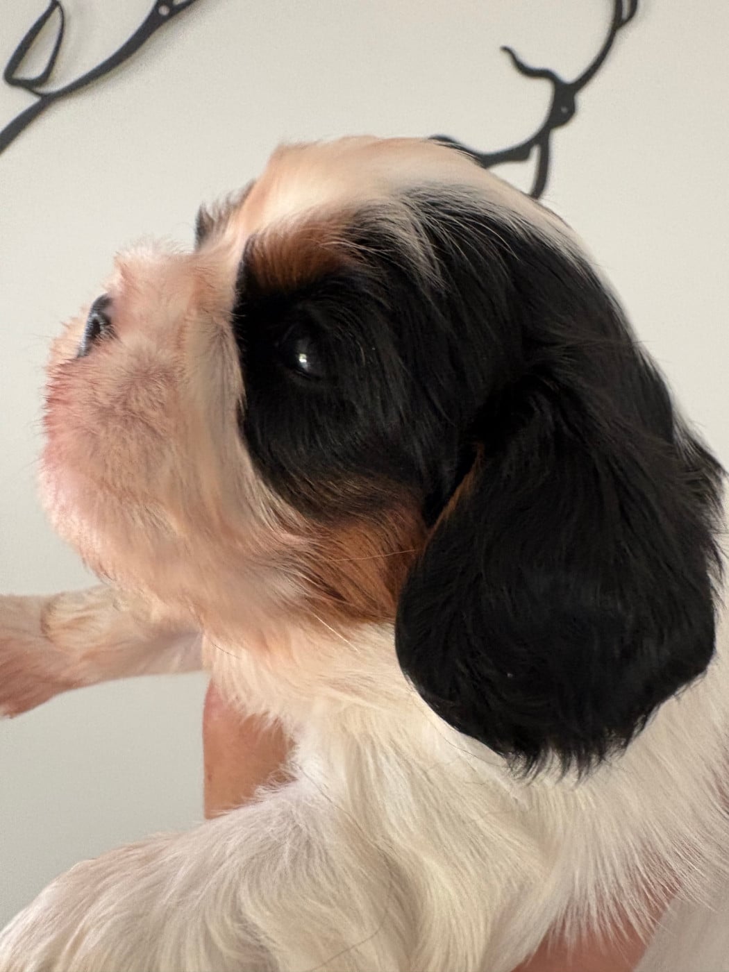 CHIOT 2
