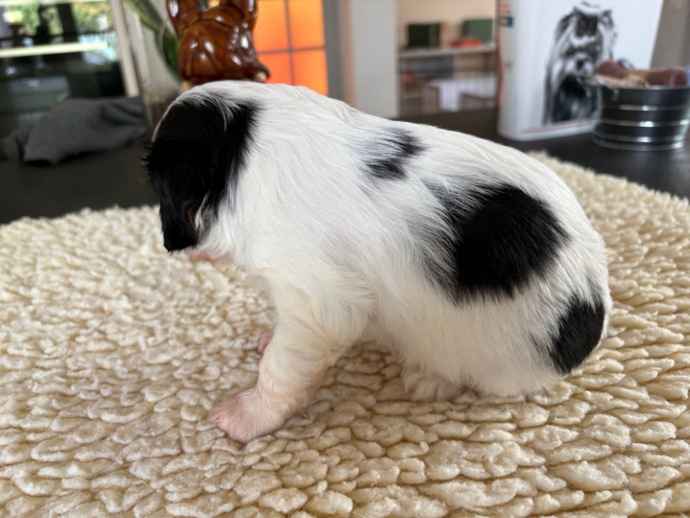 CHIOT 2