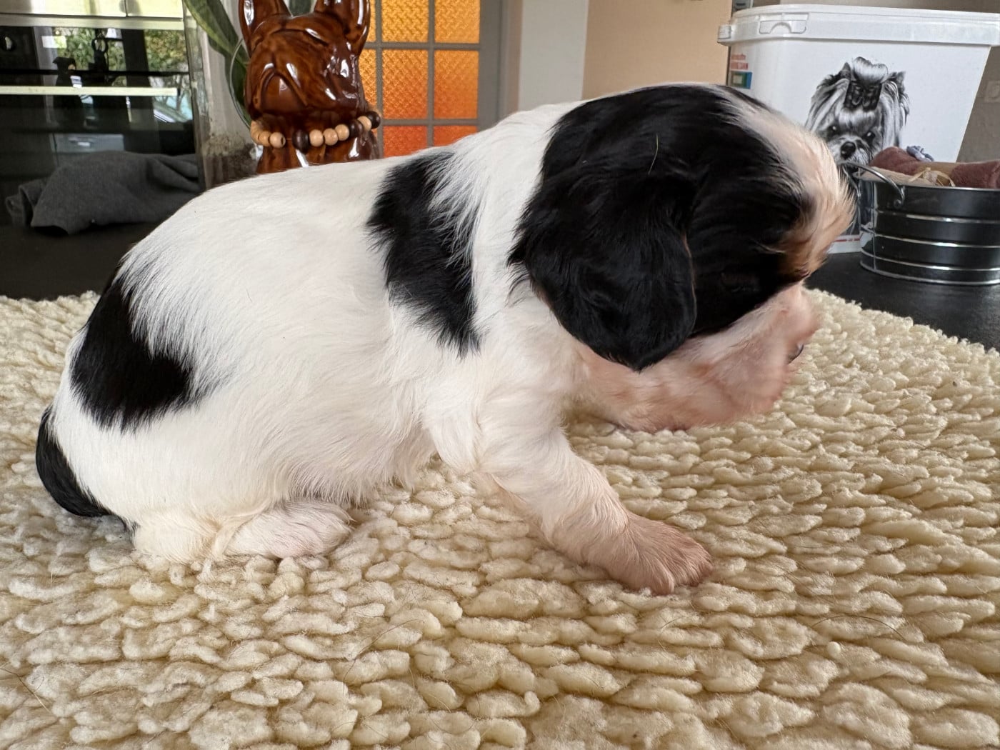 CHIOT 2