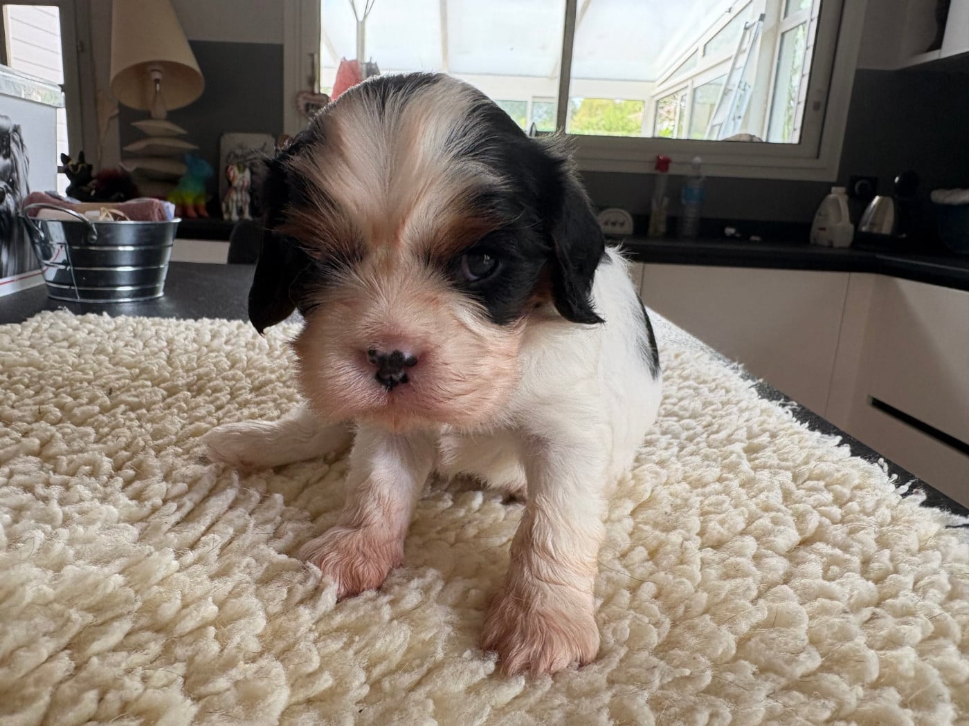CHIOT 2