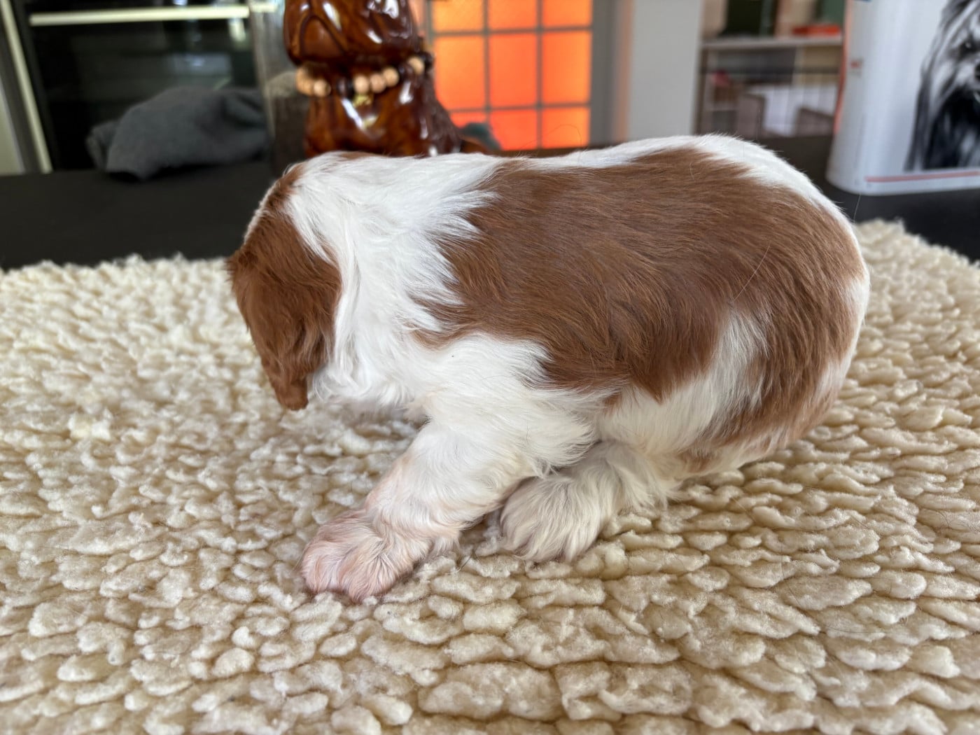 CHIOT 3