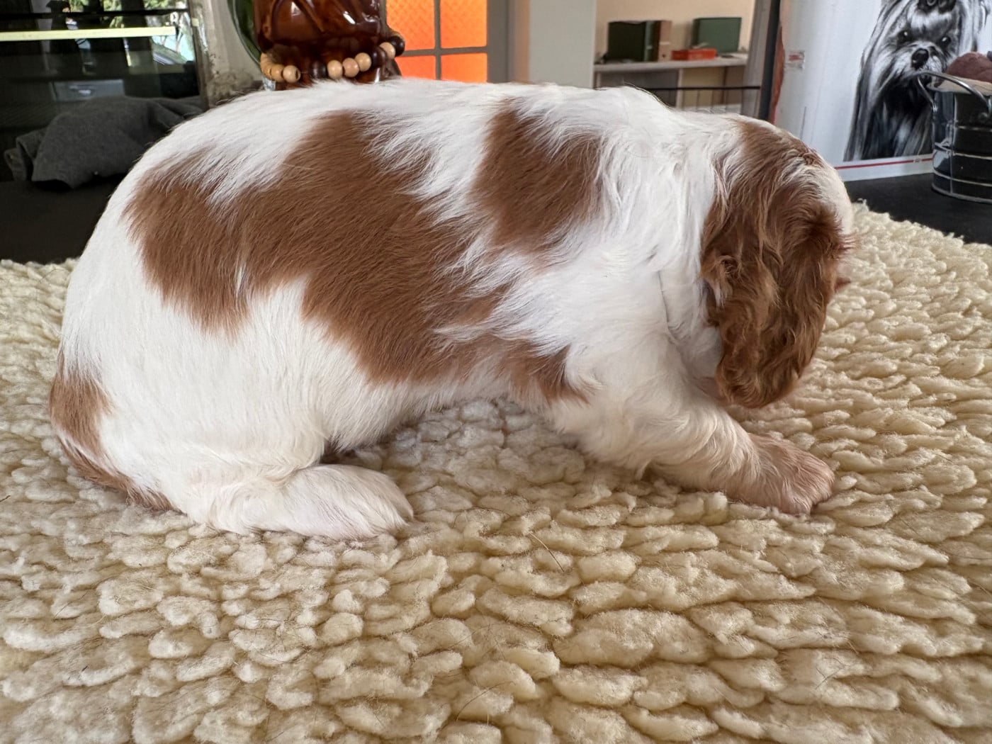 CHIOT 3