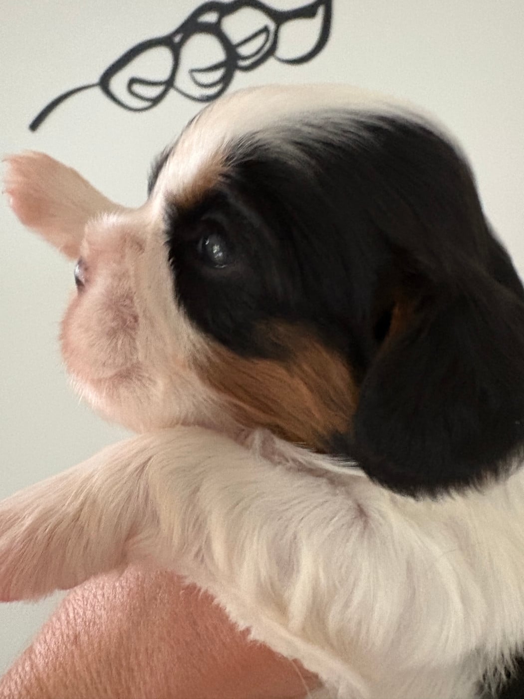 Chiot N°1