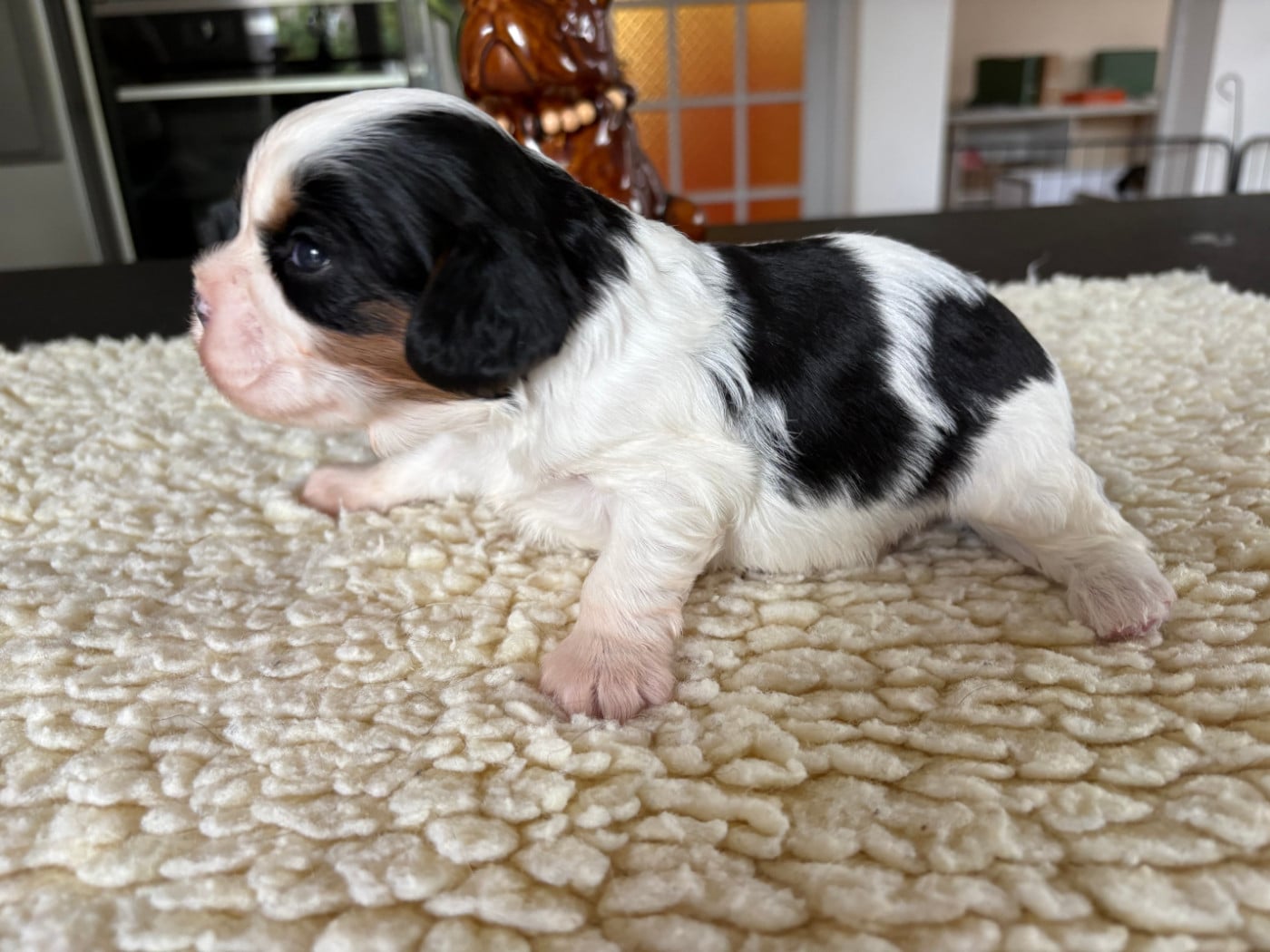 Chiot N°1