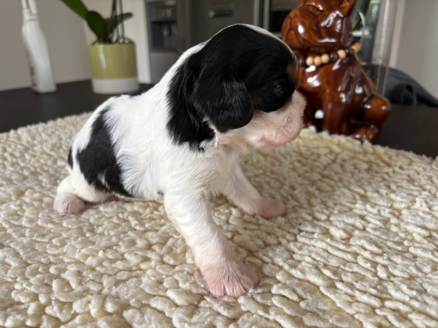 Chiot N°1
