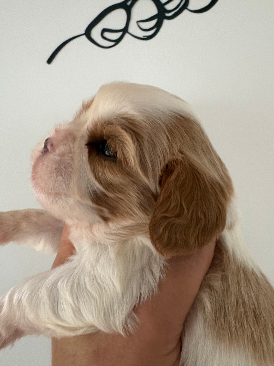 Chiot N°2