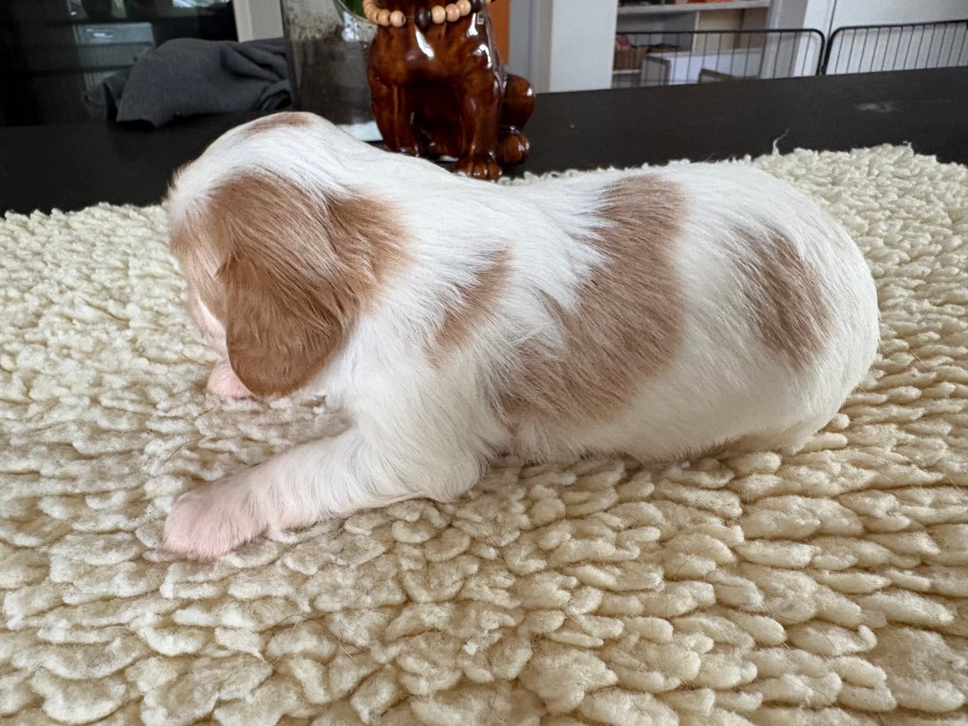 Chiot N°2