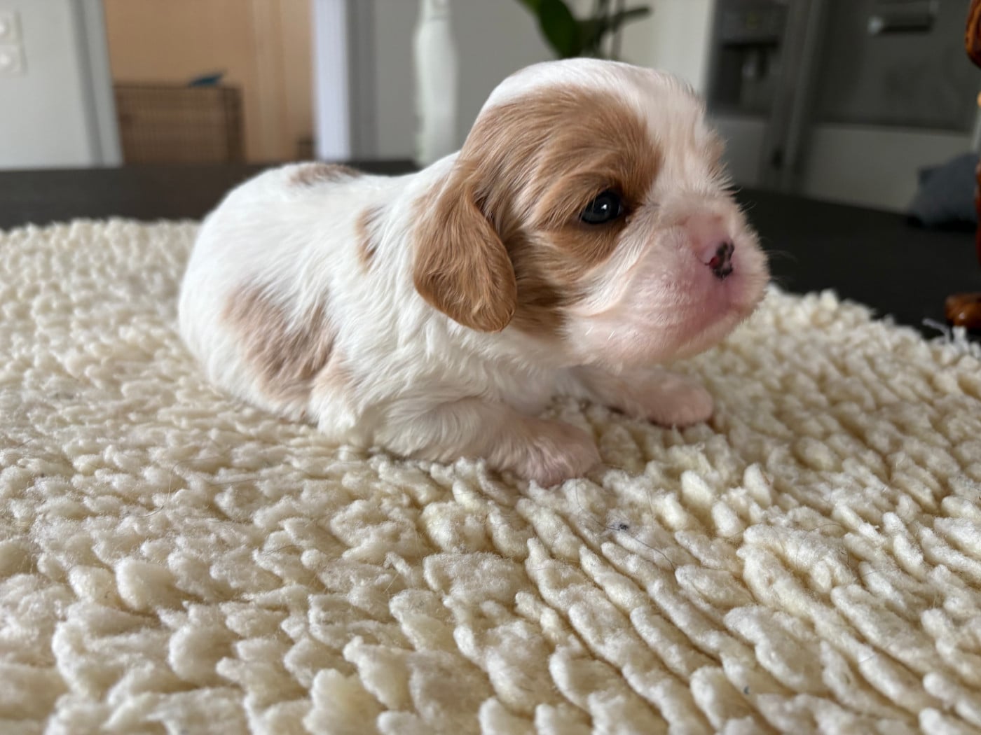 Chiot N°2