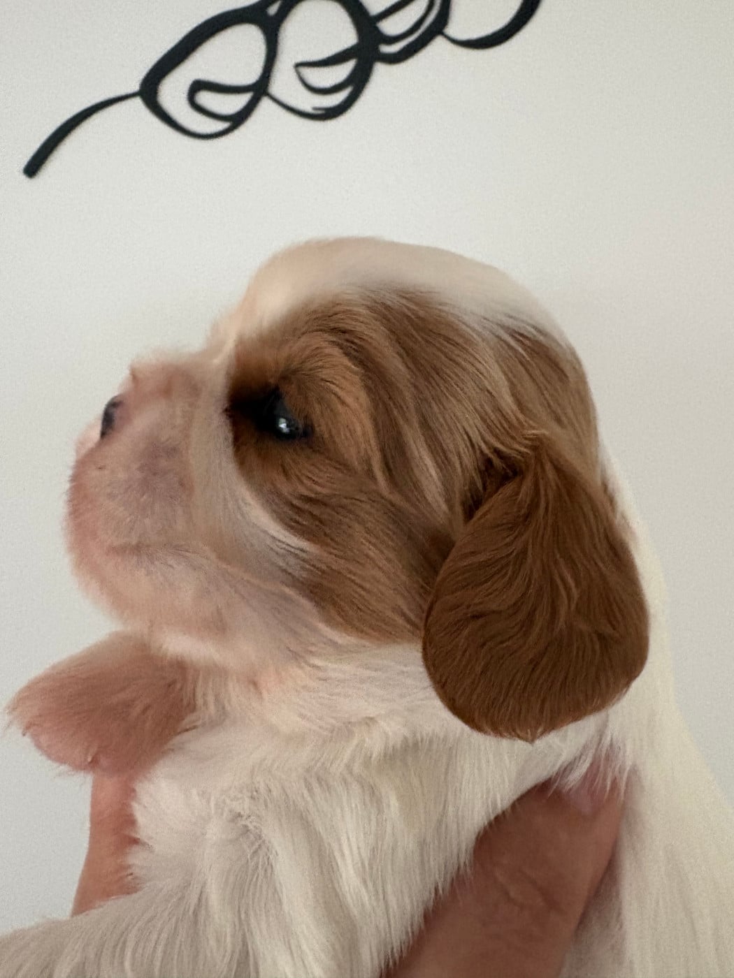 Chiot N°3