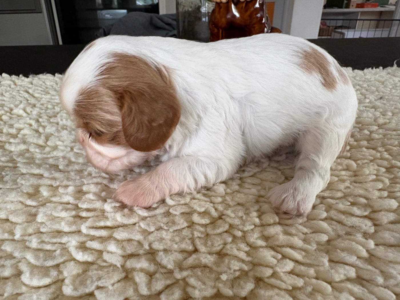 Chiot N°3