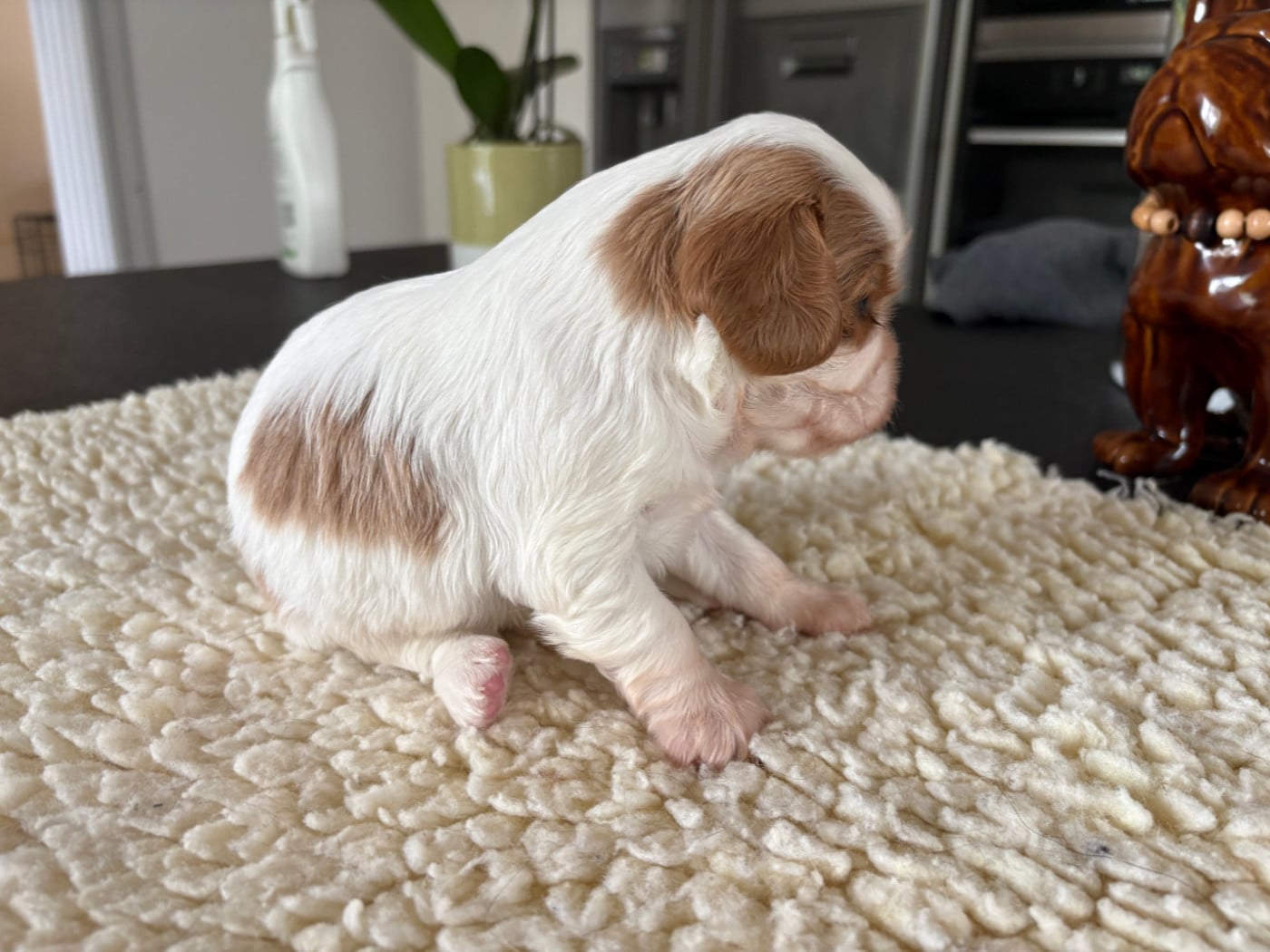 Chiot N°3