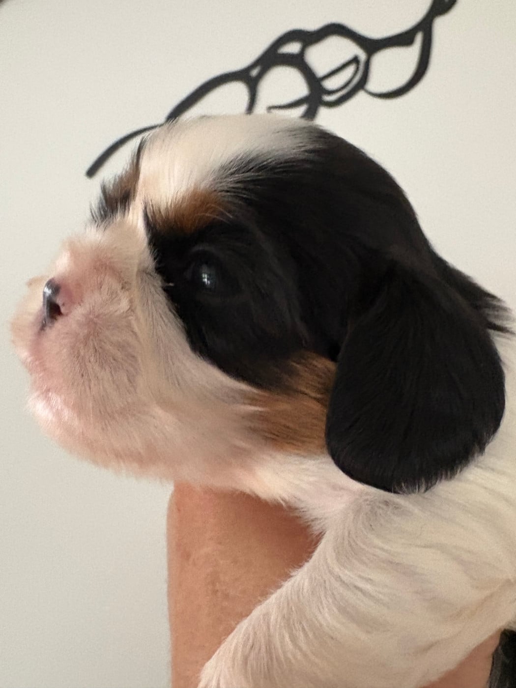 Chiot N°4
