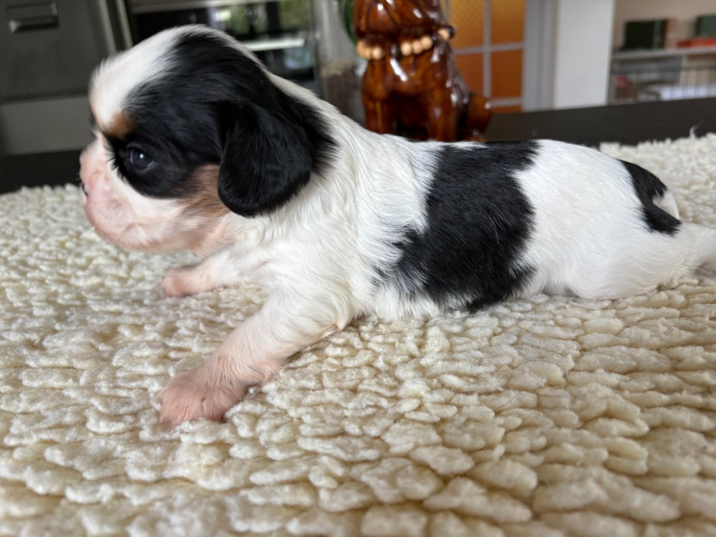 Chiot N°4