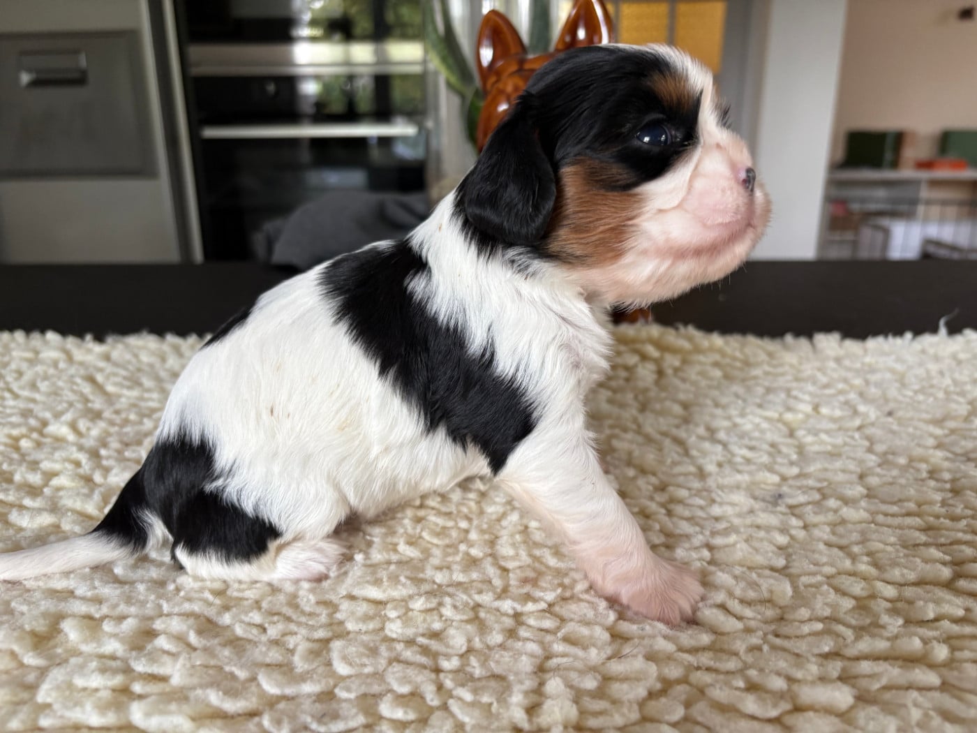 Chiot N°4