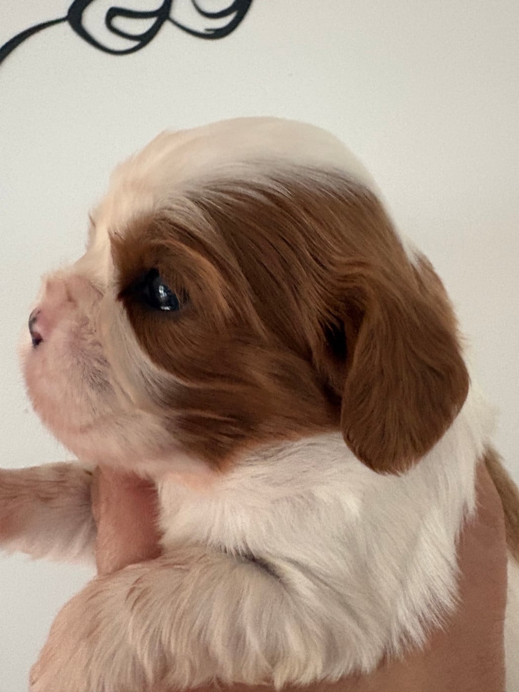 Chiot N°5