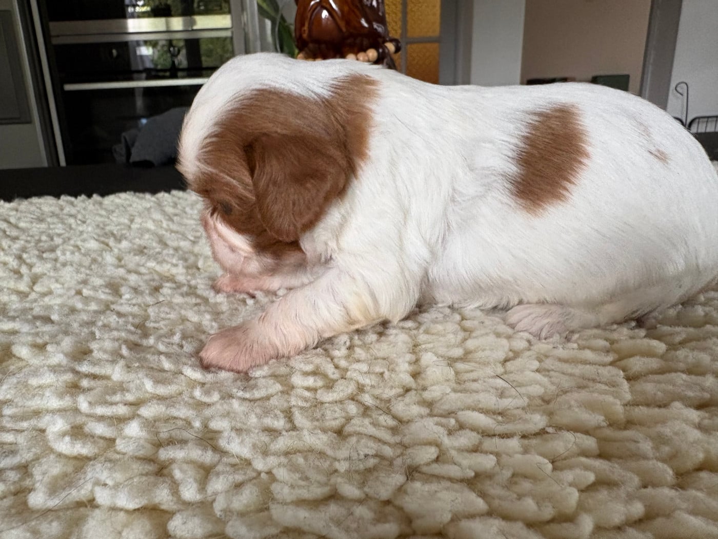 Chiot N°5