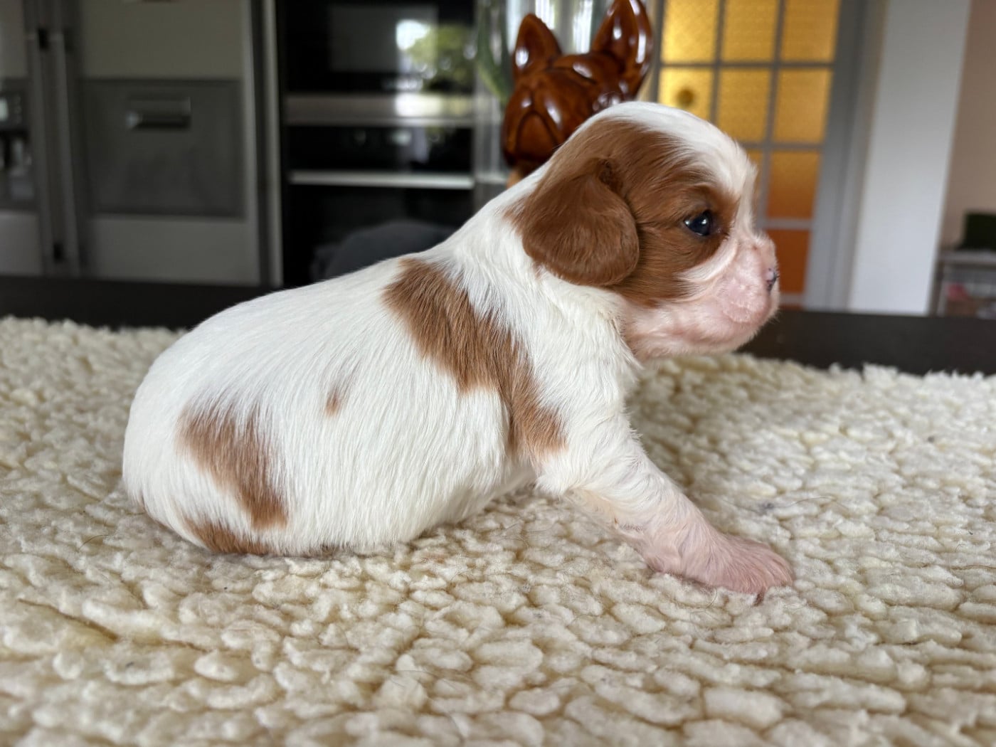 Chiot N°5