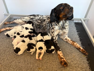 Les chiots de Epagneul Breton