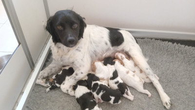 Les chiots de Epagneul Breton