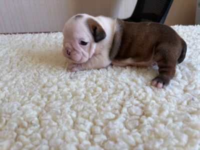 Les chiots de Bulldog Anglais