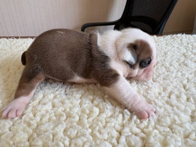 Les chiots de Bulldog Anglais