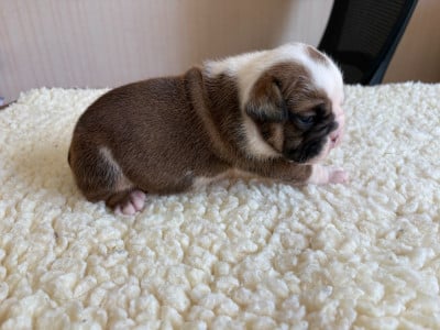 Les chiots de Bulldog Anglais