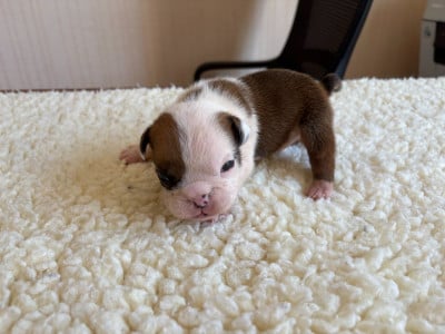 Les chiots de Bulldog Anglais
