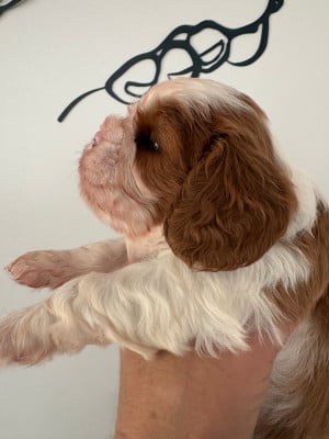 Les chiots de Cavalier King Charles Spaniel