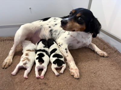 Les chiots de Epagneul Breton
