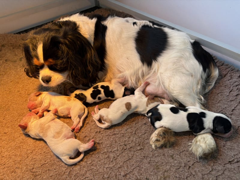 Cavalier King Charles Spaniel - du comte de Batz Castelmore