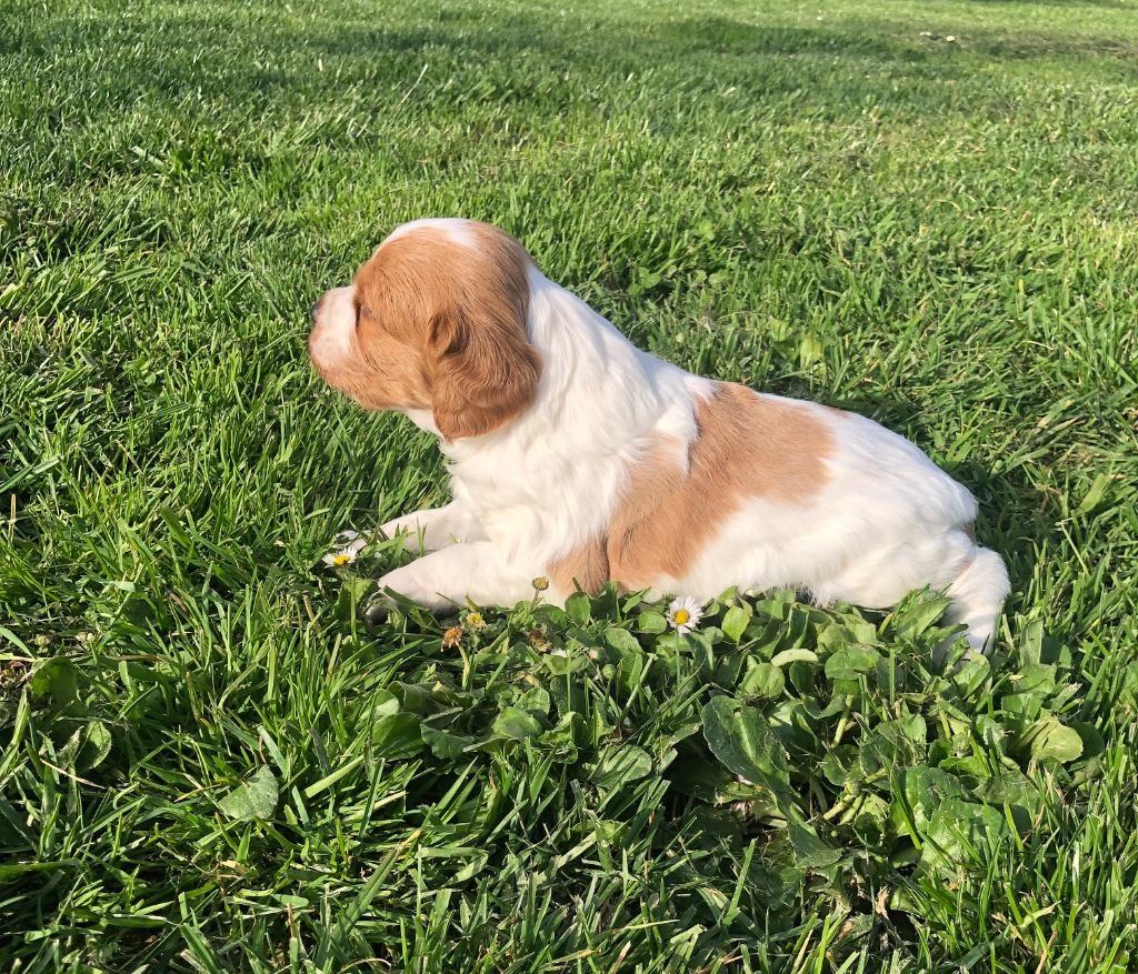 Chiot Epagneul Breton - CHIOT du comte de Batz Castelmore