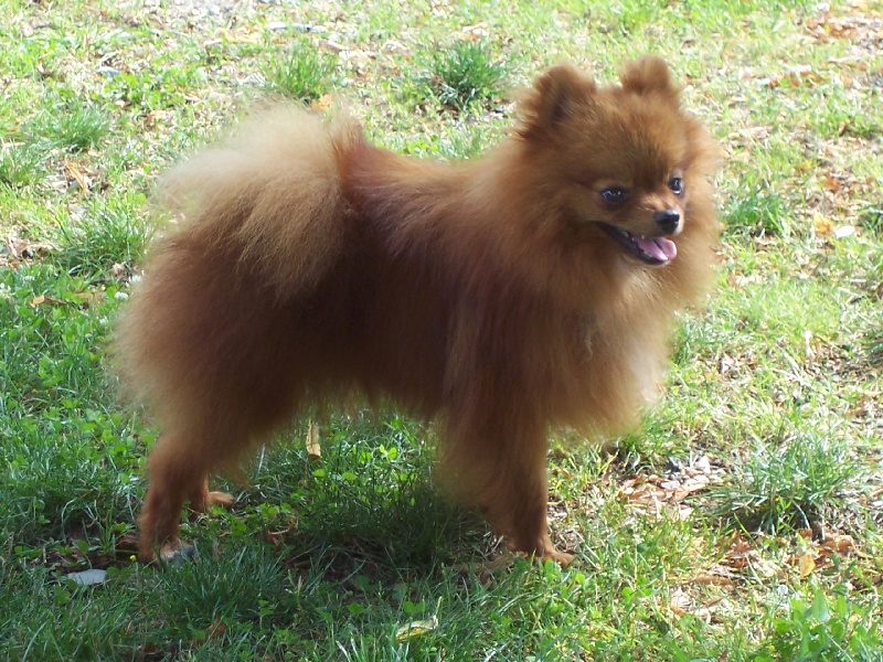 Publication : des petites peluches dorées