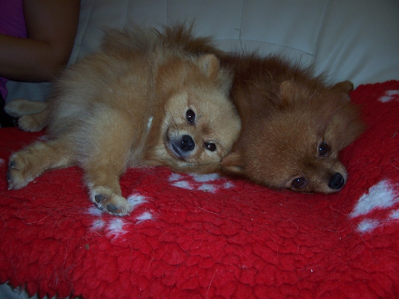 Publication : des petites peluches dorées