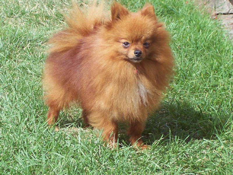 Publication : des petites peluches dorées