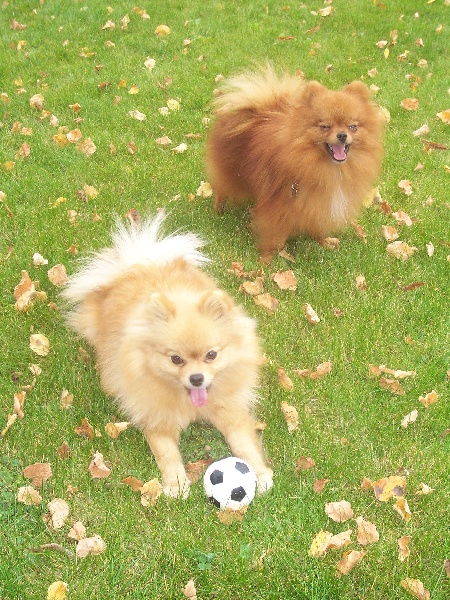 Publication : des petites peluches dorées