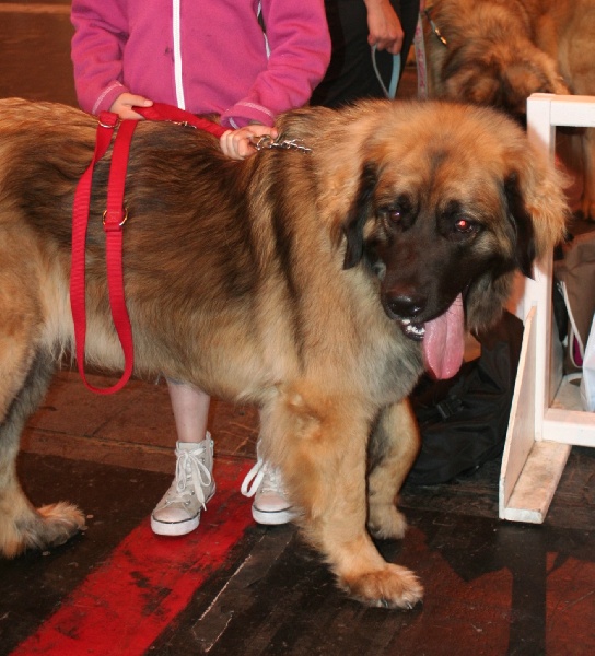 CH. Clothilde-messidor Des Neiges de Chantelouve - Très bon - classe C.I.F.