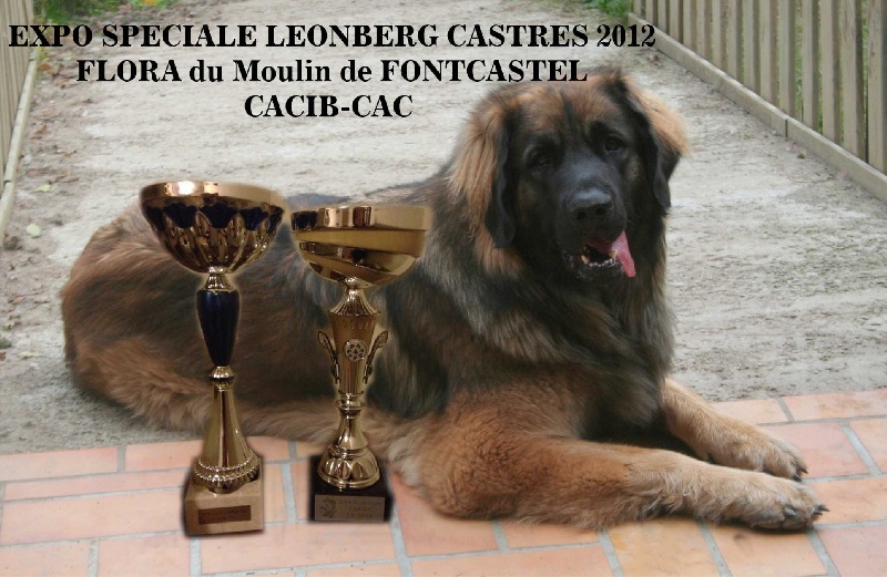 CH. Flora du Moulin de Fontcastel - 1ère - EXC - CACS - CACIB en CIF