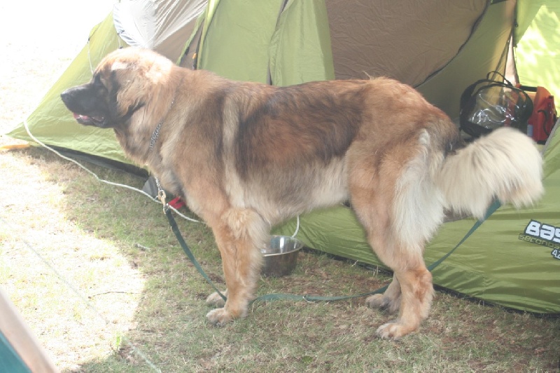 CH. Clothilde-messidor Des Neiges de Chantelouve - Excellent - classe C.I.F