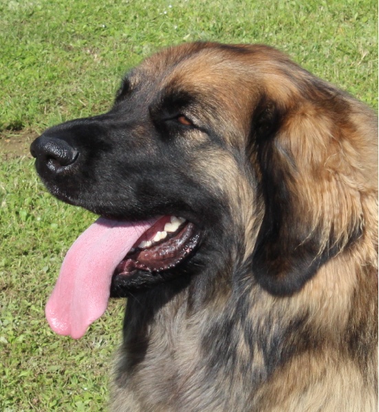 CH. Flora du Moulin de Fontcastel - 1ère - EXC - CACS - COF - MR