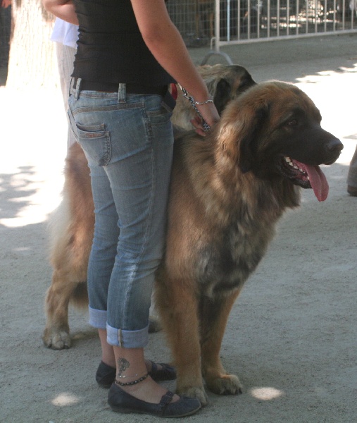 CH. Clothilde-messidor Des Neiges de Chantelouve - Excellent- 1ère de la classe C.I.F. - CACS