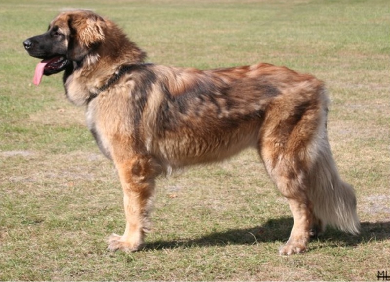 CH. Clothilde-messidor Des Neiges de Chantelouve - Très bon - classe C.J.F.
