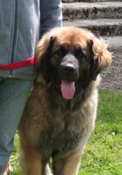 CH. Clothilde-messidor Des Neiges de Chantelouve - Très bon - classe C.I.F.