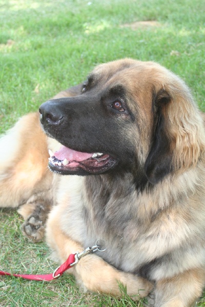 CH. Clothilde-messidor Des Neiges de Chantelouve - Excellent - 1ère de la classe C.I.F. - RCACS
