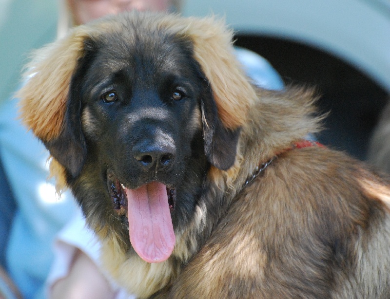 CH. Flora du Moulin de Fontcastel - TRES PROMETTEUR
