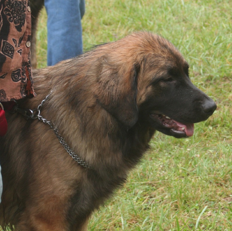 CH. Clothilde-messidor Des Neiges de Chantelouve - Très bon - Sélectionnée en C.J.F. - 1ère place