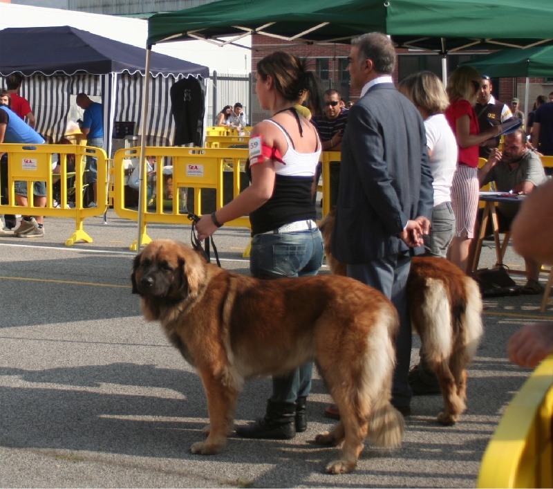 CH. Clothilde-messidor Des Neiges de Chantelouve - Excellent - RCACS - RCACIB en C.O.F.