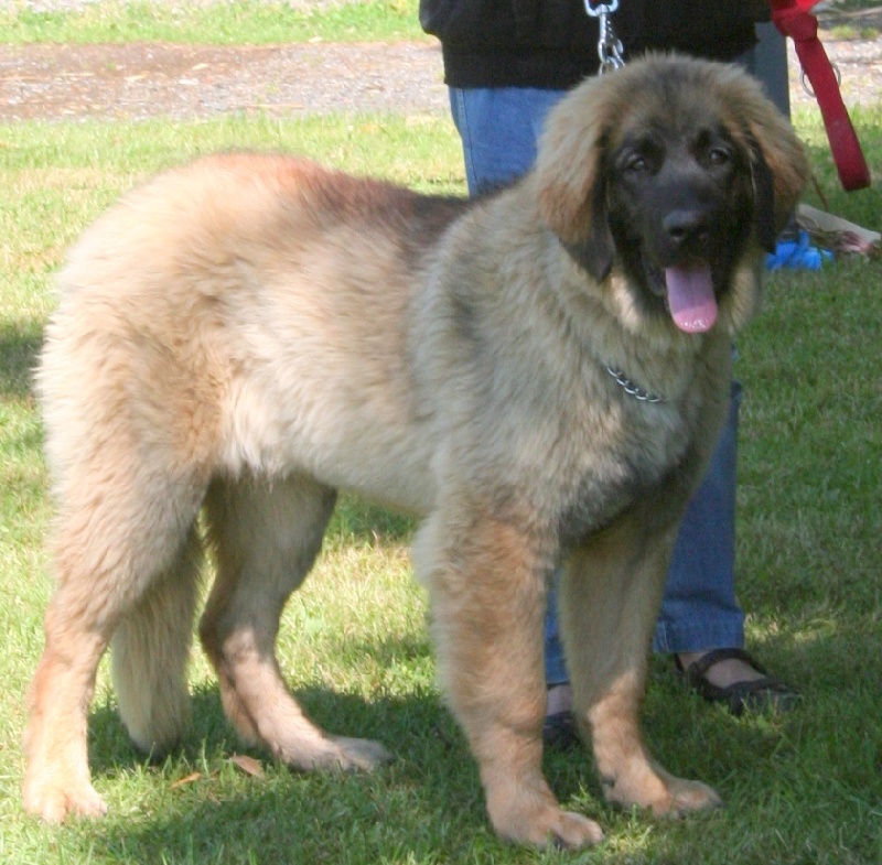 CH. Flora du Moulin de Fontcastel - TRES PROMETTEUR