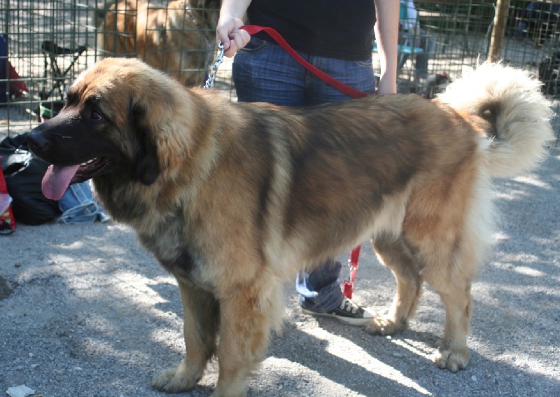 CH. Clothilde-messidor Des Neiges de Chantelouve - Excellent - classée 4ème de la C.I.F