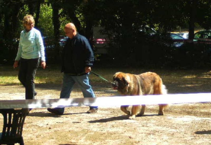 CH. Clothilde-messidor Des Neiges de Chantelouve - TAN - note de 19/20