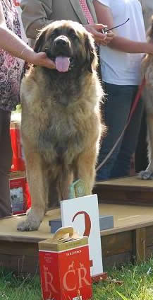 CH. Clothilde-messidor Des Neiges de Chantelouve - 2ème Excellent en COF